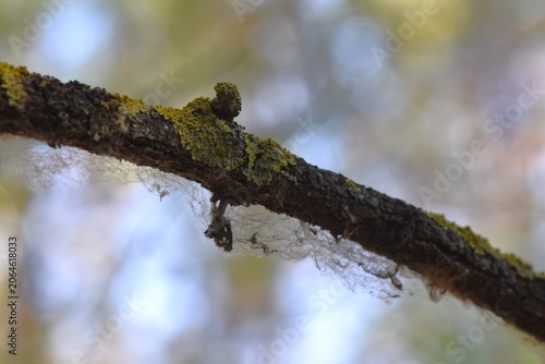 Close-up of a tree branch with a spider web on it