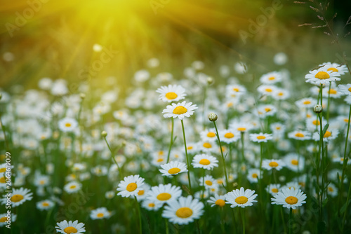 Canvas Print field of blooming white chamomile or oxeye daisy flowers (Bellis perennis) in a