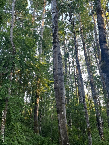 trees in the forest in the late afternoon light. 