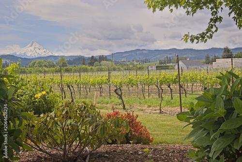 Garden Framed Vineyard with Mount Hood View
