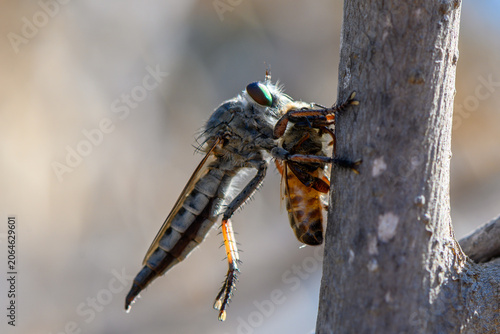Canvas-taulu Robber Fly Resting on Mediterranean Branch