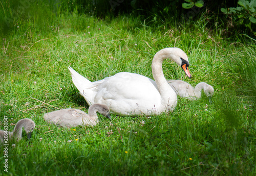 Canvas-taulu Mute swan (Cygnus olor) with cygnets resting on grassy lakeshore