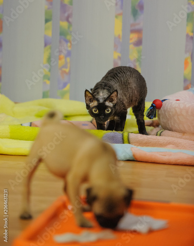 Foto Devon Rex Cat Playing with Pug Puppy