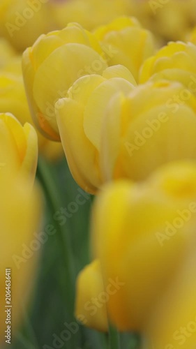Single yellow tulip in sharp focus surrounded by blurred blooms. Soft green stems. Gentle natural light. Spring beauty, freshness, elegance, delicate petals.