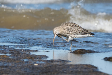 Eurasian curlew bird foraging for food on a sandy beach during low tide with ocean waves in the background, coastal wildlife photography