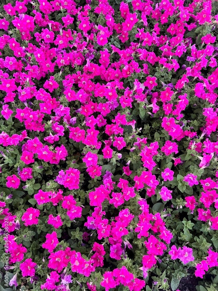 Obraz premium pink flowers in the garden