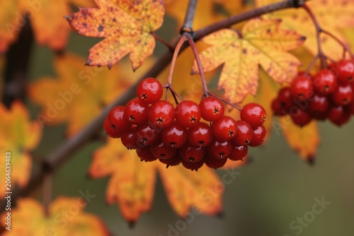 Red viburnum berries cluster on a branch with bright yellow autumn leaves. Nature shows a juicy harvest, ready for picking. It a beautiful fall scene.