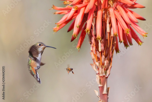 Anna's hummingbird meets honeybee near aloe vera flower
