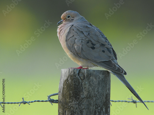 mourning dove - Zenaida macroura - is a member of the dove family, Columbidae. The bird is also known as the American mourning dove, the rain dove, and colloquially as the turtle dove