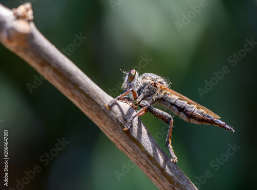 Vászonkép Predatory Robber Fly on Cyprus Branch