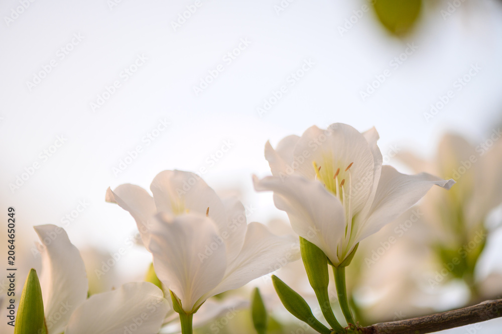 Fototapeta premium Delicate White Bauhinia Flowers in Mediterranean Cyprus