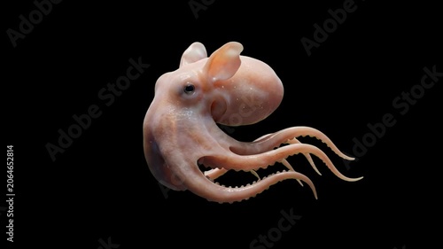 A realistic 3D animated pale pink Dumbo octopus gently flaps its ear-like fins and moves its tentacles while floating against a solid black backdrop. This captivating marine biology asset is perfect f