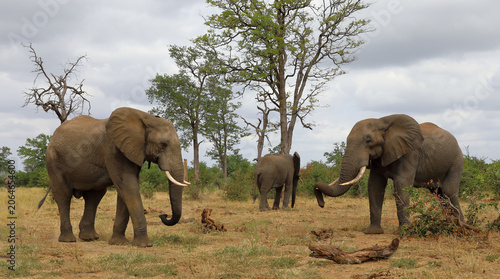 Photography Afrikanischer Elefant / African elephant / Loxodonta africana