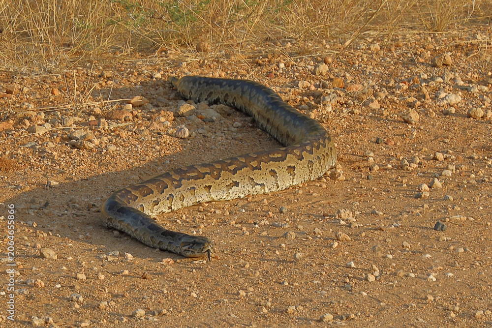 Obraz premium Südlicher Felsenpython / Southern African rock python / Python natalensis