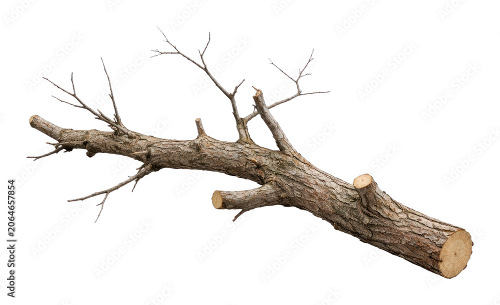 Obraz premium PNG Cut tree branch isolated white