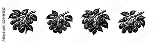 Black and white illustration of ripe raspberries on a thorny branch with leaves