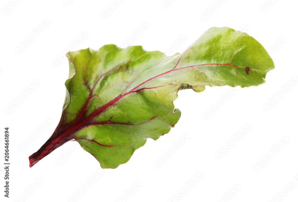 Obraz premium One fresh beetroot leaf isolated on white