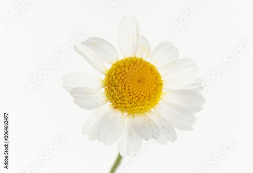 One aromatic chamomile flower isolated on white