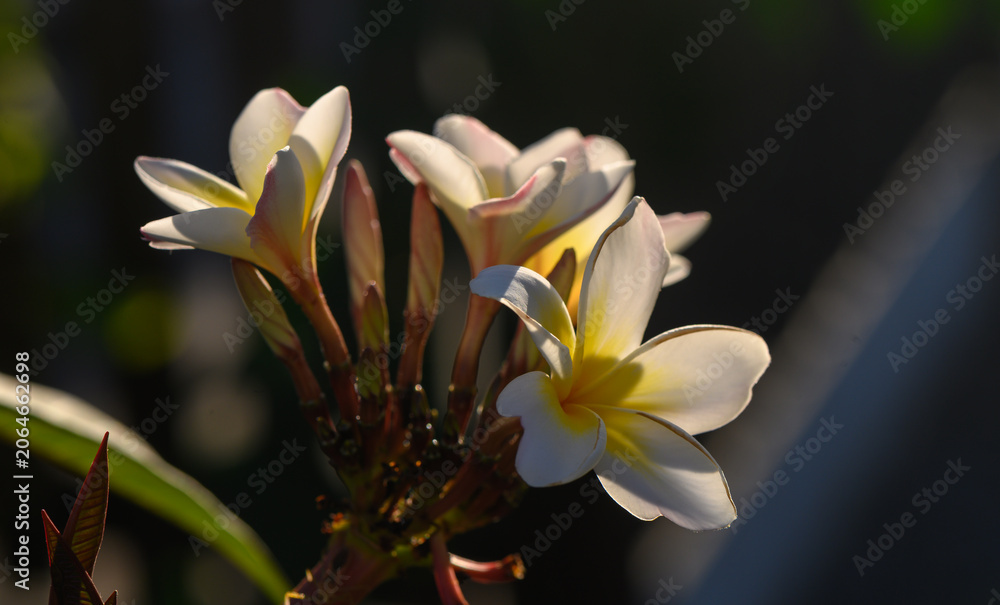 Obraz premium White Plumeria Flower Cluster in Cyprus Nature