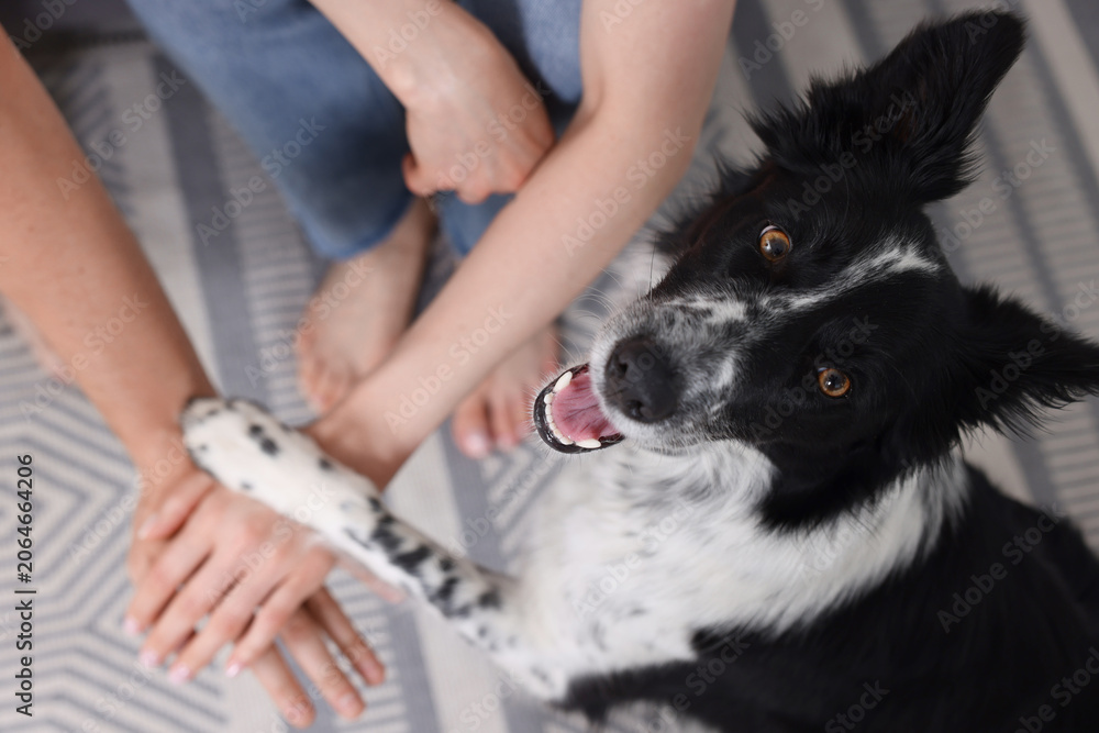 Obraz premium Couple holding hands and paw of their dog at home, closeup