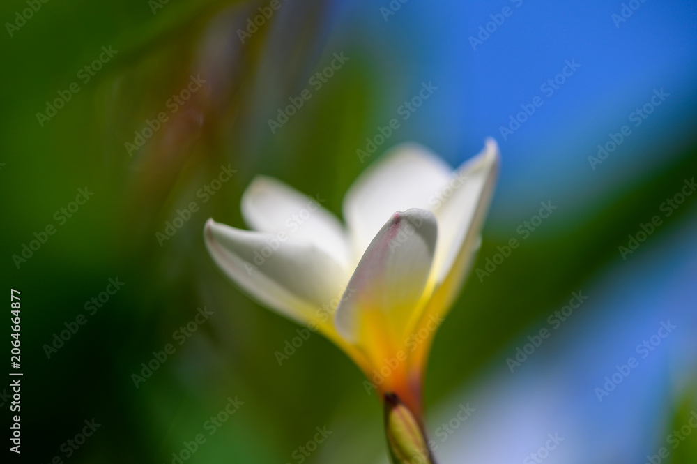 Obraz premium White Bougainvillea Flowers Under Blue Sky