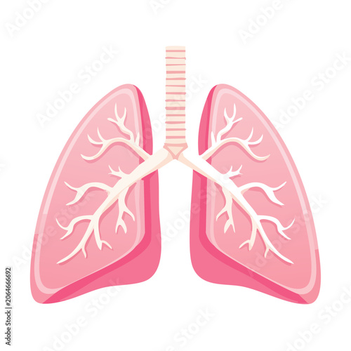 Flat Design Illustration of Human Lungs with Bronchi