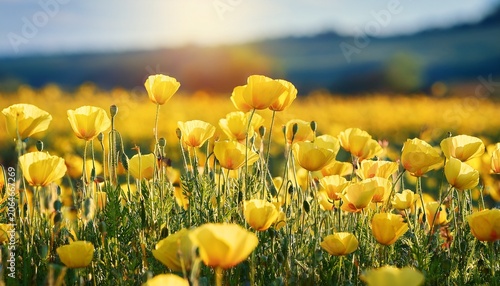 yellow poppy flower in field