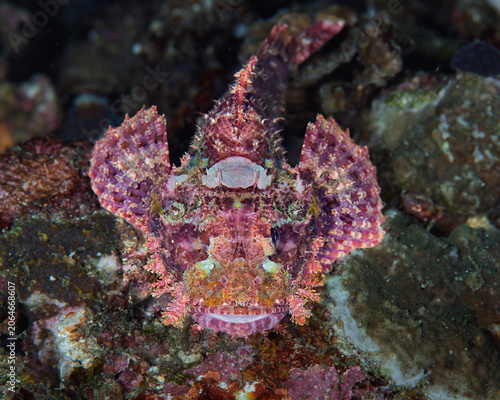 Obraz na płótnie Bearded scorpionfish resting camouflaged on coral reef in Anilao Philippines