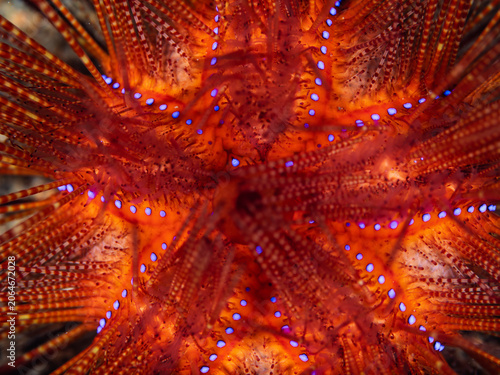 Photography Close up of fire urchin spines and vibrant colors underwater in Anilao Philippin