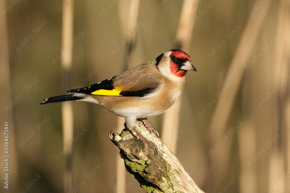 Obraz premium European goldfinch perched on a dry wooden branch in natural habitat