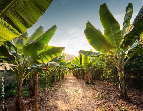 banana trees with large green leaves on dirt path tropical plants foliage
