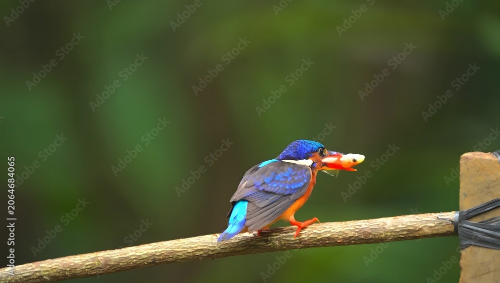 Obraz premium Kingfisher bird with small fish in its beak on a branch keywords: kingfisher, bird, perched