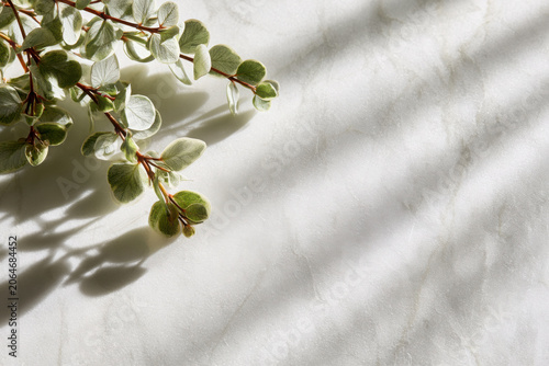 A delicate arrangement of leafy branches casting natural shadows across a light marble background with copy space.