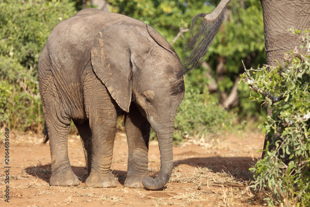 Fototapeta premium Afrikanischer Elefant / African elephant / Loxodonta africana