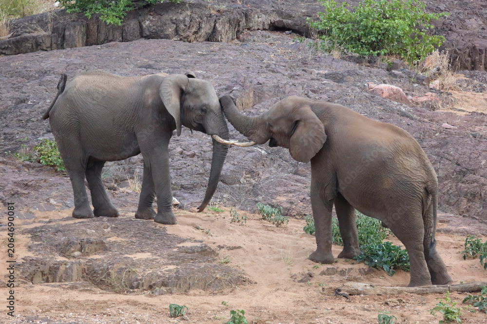 Fototapeta premium Afrikanischer Elefant / African elephant / Loxodonta africana