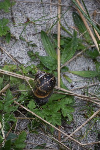 Foto Terrestrial Gastropod Mollusk Crawling in Natural Habitat