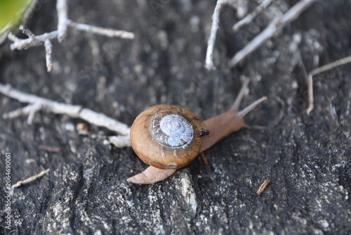 Foto Slimy Land Snail Crawling with Shell Visible