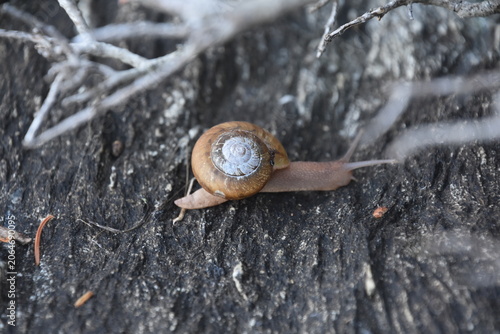 Foto Gastropod Snail Displaying Shell Pattern and Soft Body