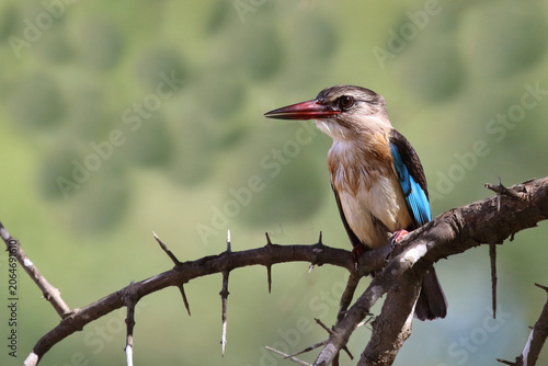Braunkopfliest / Brown-hooded kingfisher / Halcyon albiventris