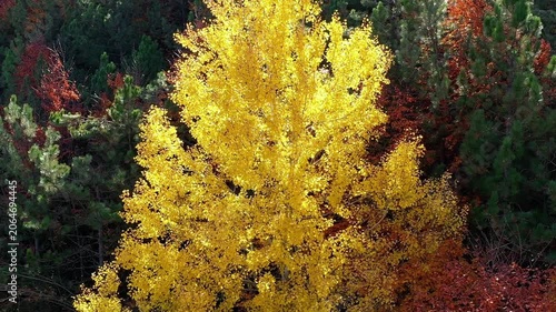 Golden yellow tree glowing among green pines and auburn beech forest, aerial view near Şirinyazı Göleti, Mengen, Bolu, Turkey. Drone shot, Zoom out