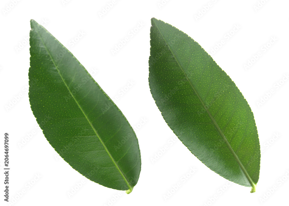 Fototapeta premium Fresh green citrus leaves isolated on white