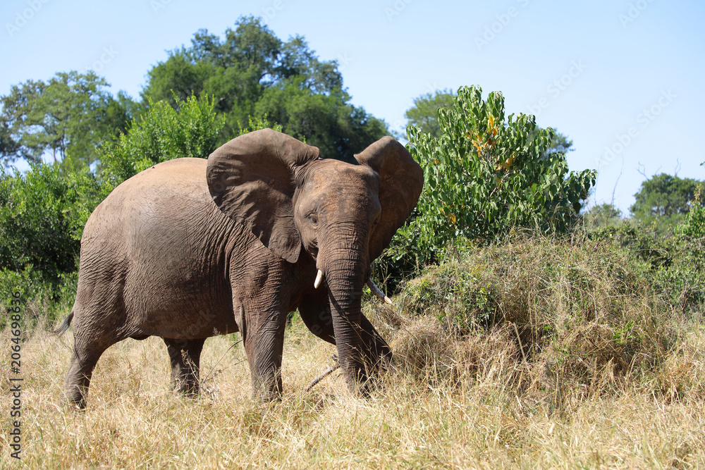 Fototapeta premium Afrikanischer Elefant / African elephant / Loxodonta africana