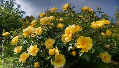 a large bush of bright yellow dog roses with petals in a spring garden the beauty of nature