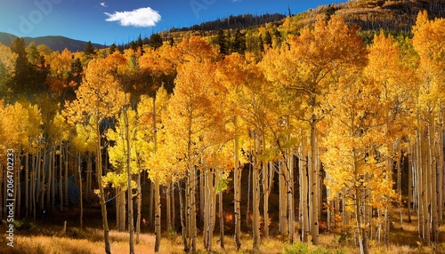 colorado aspen trees