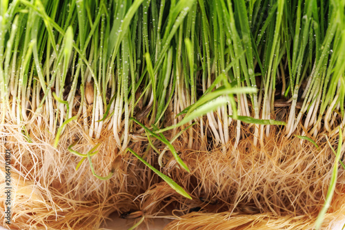 Принти на полотні Close-up of wheatgrass roots, stems and germinating seeds, perfect for biology,