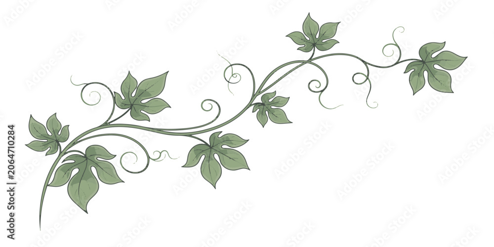 Fototapeta premium Vine branch with green leaves curling.