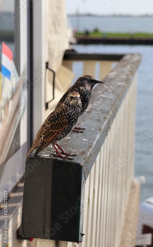 bird on a fence