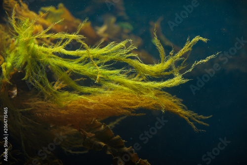 Obraz na plátne A lone fish swims in blue water above yellow‑brown aquatic plants and a submerged branch, resembling a natural freshwater environment