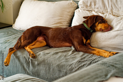 Brown doberman pinscher sleeping in a couch.