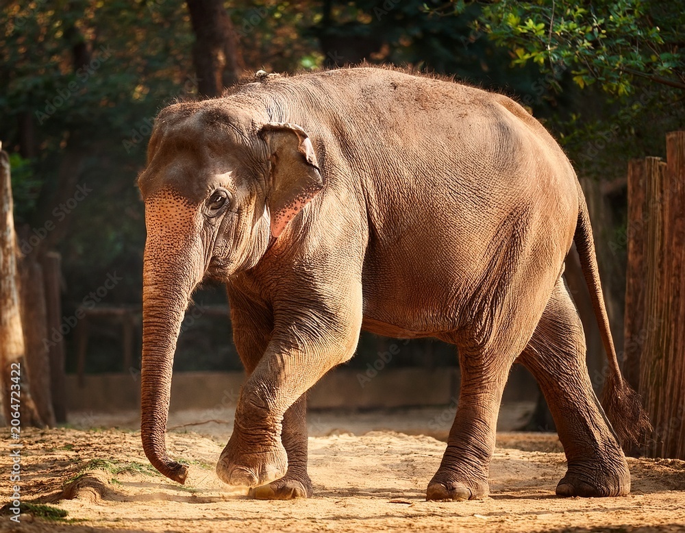 Fototapeta premium asian elephant walking in zoo enclosure